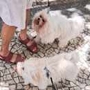 Love Dogs Adestramento Rio