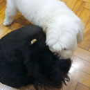 Love Dogs Adestramento Rio