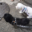 Love Dogs Adestramento Rio