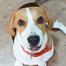 Love Dogs Adestramento Rio.