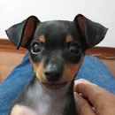 Love Dogs Adestramento Rio