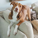 Love Dogs Adestramento Rio.