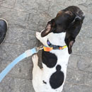 Love Dogs Adestramento Rio