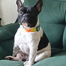 Love Dogs Adestramento Rio.