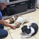 Love Dogs Adestramento Rio