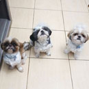 Love Dogs Adestramento Rio