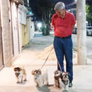 Love Dogs Adestramento Rio