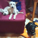 Love Dogs Adestramento Rio