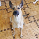 Love Dogs Adestramento Rio.