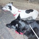 Love Dogs Adestramento Rio