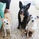 Love Dogs Adestramento Rio.