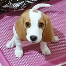 Love Dogs Adestramento Rio