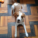 Love Dogs Adestramento Rio