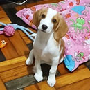 Love Dogs Adestramento Rio