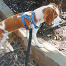 Love Dogs Adestramento Rio