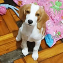 Love Dogs Adestramento Rio