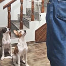 Love Dogs Adestramento Rio.