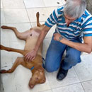 Love Dogs Adestramento Rio