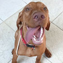 Love Dogs Adestramento Rio.