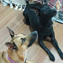 Love Dogs Adestramento Rio