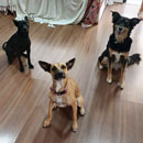Love Dogs Adestramento Rio