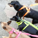 Love Dogs Adestramento Rio