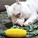 Love Dogs Adestramento Rio
