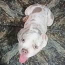Love Dogs Adestramento Rio