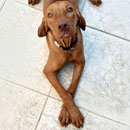 Love Dogs Adestramento Rio.