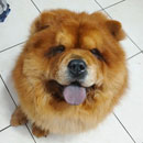Love Dogs Adestramento Rio.