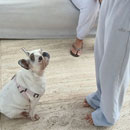 Love Dogs Adestramento Rio.
