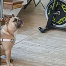 Love Dogs Adestramento Rio.