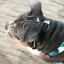 Love Dogs Adestramento Rio.