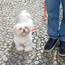 Love Dogs Adestramento Rio.
