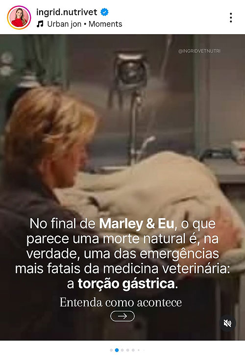 Os riscos da Torção Gástrica em cães.